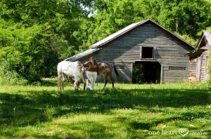 The author and friends on location at the old barn