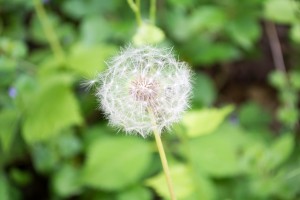 Backbone_Dandelion(174 of 47)