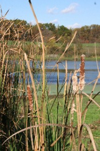 Cattails