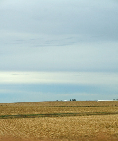 Corn and Sky