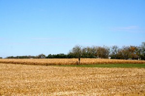 Cornfields