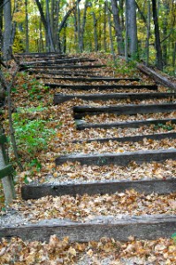 Leafy Stairs