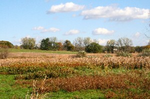 Prairie Grass