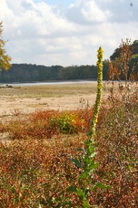 Riverside Flowers