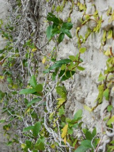 Nature overpowers human building - vines growing up a brick wall