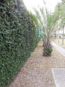 View down the courtyard