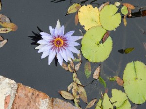 The water lilies were blooming