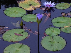 And another view of the lilies