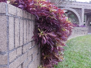 Colorful Fall plantings