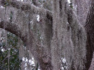 Live oaks festooned with Spanish moss