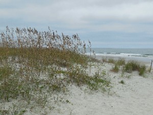 Dunes at Huntington Beach State Park with seaoats