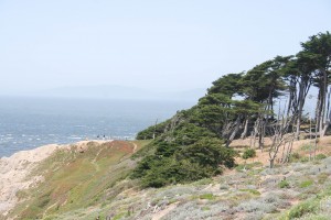 CliffWindyTrees