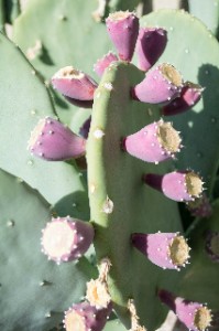 WP_ABQ_Prickly_Pear